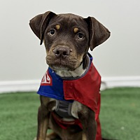 adopt a pet