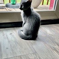 adopt a pet