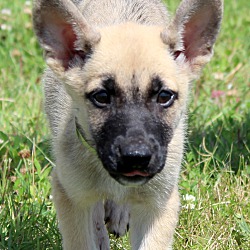 Thumbnail photo of Shep~adopted! #3