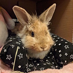 Thumbnail photo of Rupert #3