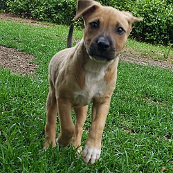 Snow Hill, NC - Anatolian Shepherd/American Staffordshire Terrier. Meet ...