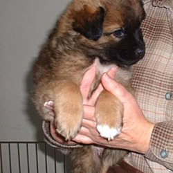 Thumbnail photo of Kiwi-adopted #2