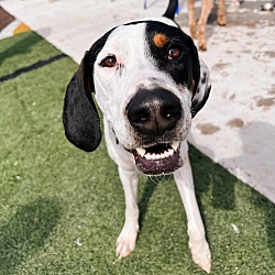 Photo of Sadie