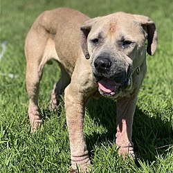 Thumbnail photo of 2306-1513 Lana (Off Site Foster) #4