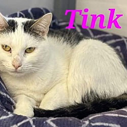 Photo of Tink
