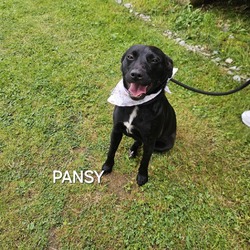 Thumbnail photo of Pansy #3