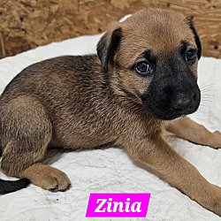 Thumbnail photo of Zinia (PUPPY) #2
