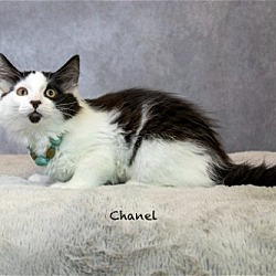 Photo of Chanel