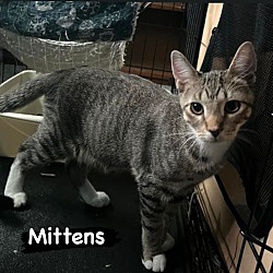 Thumbnail photo of Mittens, Pokey & Pusd #4