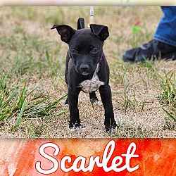 Thumbnail photo of Football Four - Scarlet #1