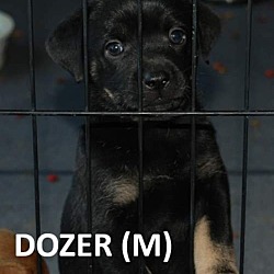 Thumbnail photo of Patriot Babies : Dozer #1