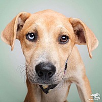 adopt a pet
