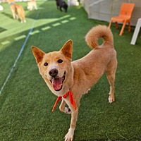 adopt-pet