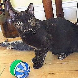 Photo of Nutmeg
