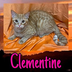 Photo of Clementine