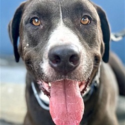 Photo of Tucker - Foster or Adopt Me!