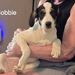 Thumbnail photo of Bobbie #1