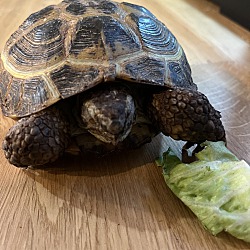 Thumbnail photo of Tortoise#4 #3