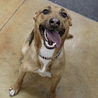 adopt a pet