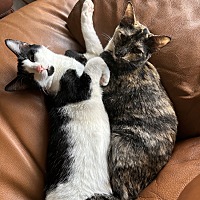 adopt a pet