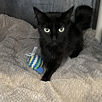 adopt a pet