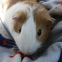 Thumbnail photo of Biscuit #4