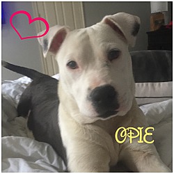 Thumbnail photo of OPIE #2