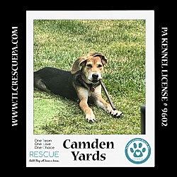 Thumbnail photo of Camden Yards (Ballpark Pups) 050424 #3