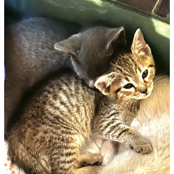 Thumbnail photo of Little Grey and Stripes/ Bonded Pair #1