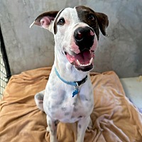 adopt a pet