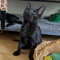 adopt a pet