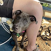 adopt a pet