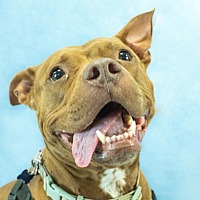 adopt a pet