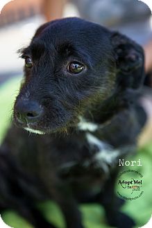 patterdale terrier cross jack russell puppies for sale