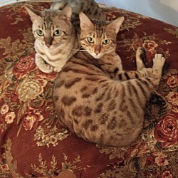 Photo of Tara & Stella-Loving Bengals