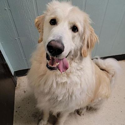 Columbia, MO - Great Pyrenees/Mixed Breed (Large). Meet Fabio a Pet for