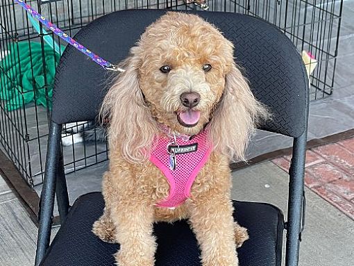 Phoenix, AZ - Poodle (Miniature). Meet Ginger a Pet for Adoption