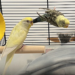 Photo of Mango & Pretty Bird