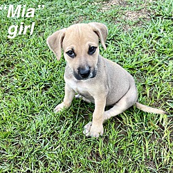 Photo of Mia ka