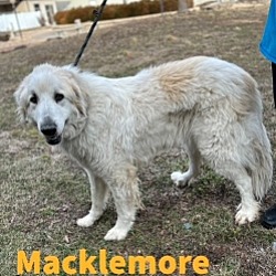 Photo of Macklemore 30445