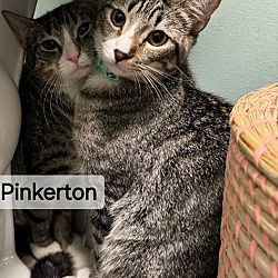 Thumbnail photo of Pinkerton #4