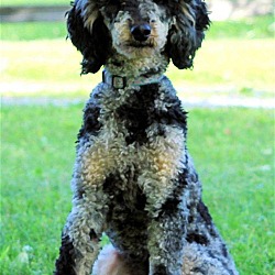 Photo of TRACKER The POODLE
