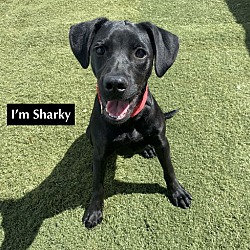 Thumbnail photo of Sharky #1