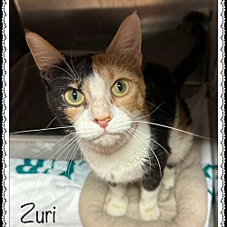 Thumbnail photo of ZURI #1