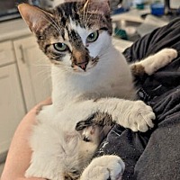 adopt a pet