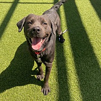adopt a pet