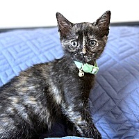 adopt-pet