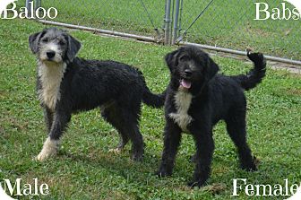 old english sheepdog lab mix puppies