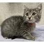 ARROW - Domestic Shorthair available for adoption