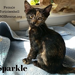 Thumbnail photo of Sparkle #4